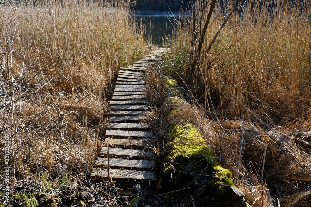 Wooden jetty among thick rushes by the lake on a sunny day. Gleboczek Lake, around the village of Piece, Bory Tucholskie, Poland Wooden jetty among thick rushes by the lake on a sunny day. Gleboczek Lake, around the village of Piece, Bory Tucholskie, Poland