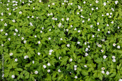 Anemone nemorosa flower blooming outdoors at spring day