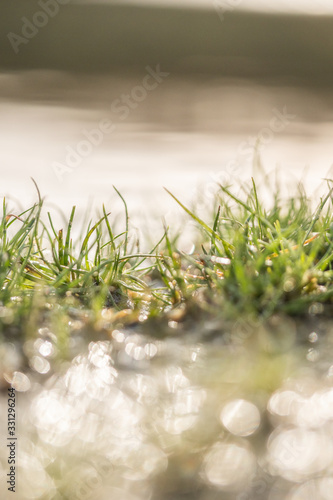 grass in water