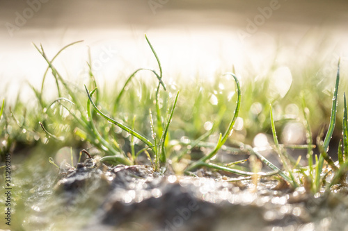 grass with water drops