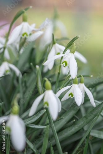 snowdrops in the snow