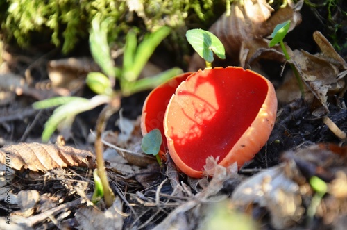 Sarcoscypha coccinea, the Ruby Elfcup red fungus grows in the forest. rare plants. beautiful mushroom