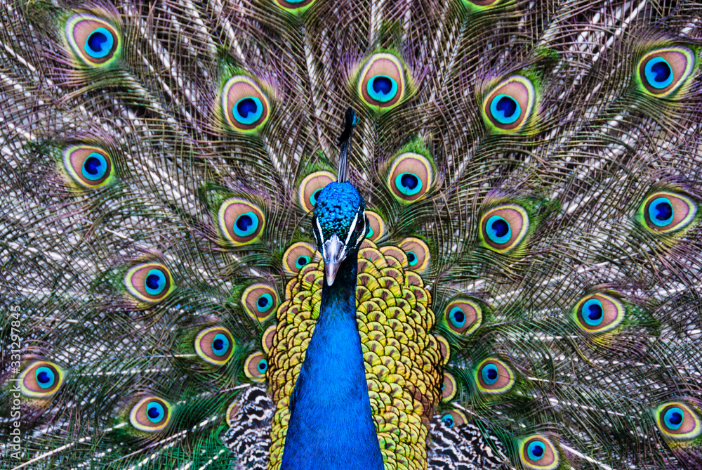Obraz premium Peacock close-up