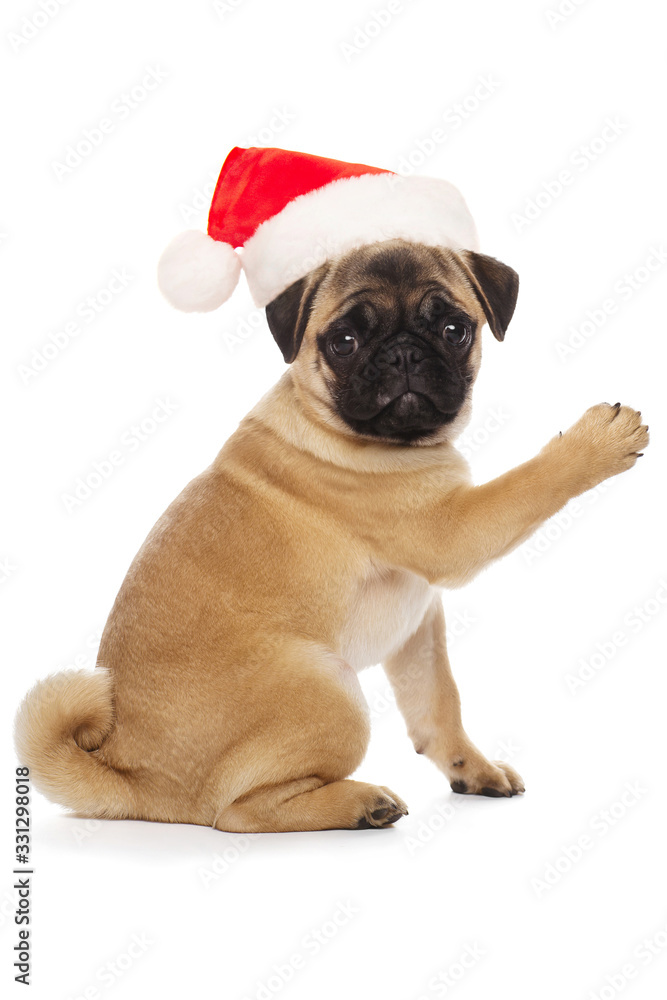 Obraz premium Pug puppy in a Santa Claus hat