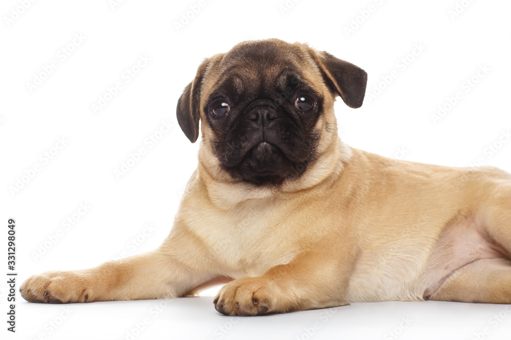 Puppy pug, isolated on white