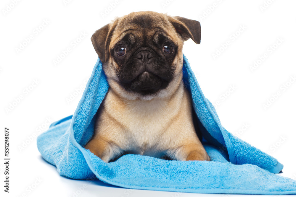 Pug puppy covered by blue towel, isolated on white background - obrazy, fototapety, plakaty 