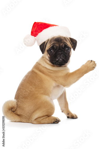 Pug puppy in a Santa Claus hat