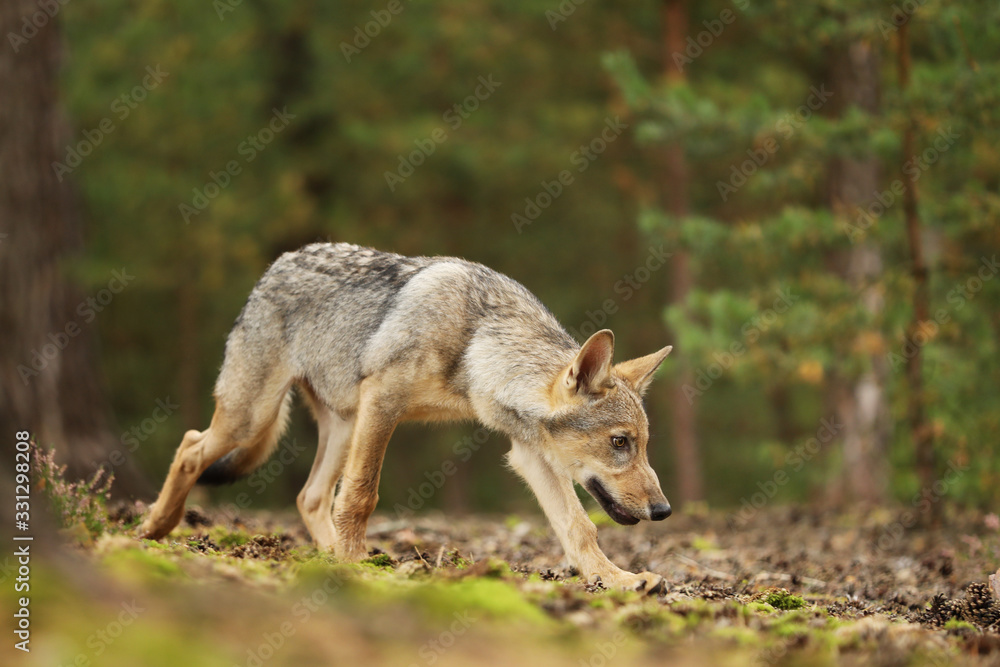 Gray wolf, Canis lupus,in the forest. Wolf in the nature habitat. Wild animal in the leaves on the ground. European wildlife nature. Gray wolf, Canis lupus,in the forest. Wolf in the nature habitat. Wild animal in the leaves on the ground. European wildlife nature.