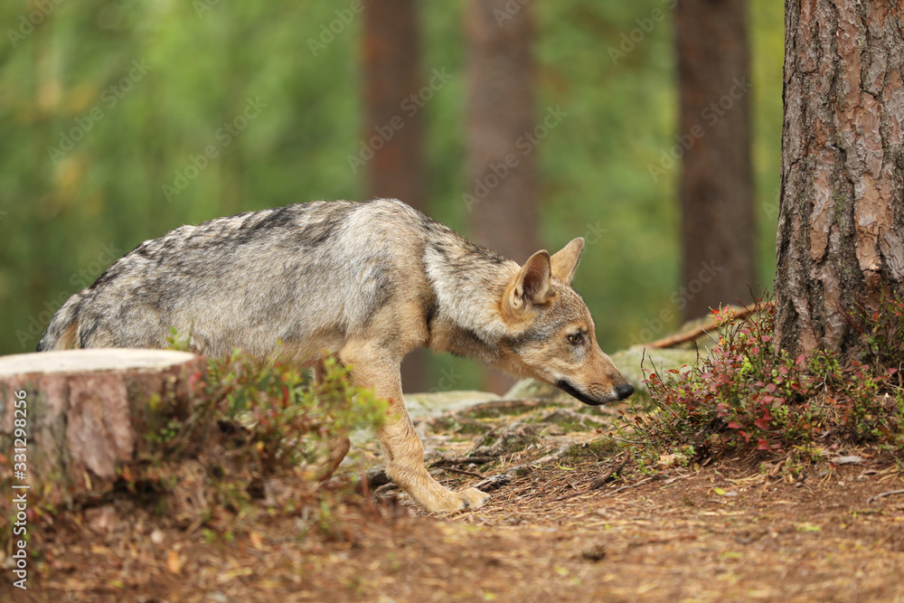 Gray wolf, Canis lupus, sniffing in the forest. Wolf in the nature habitat. Wild animal in the leaves on the ground. European wildlife nature.