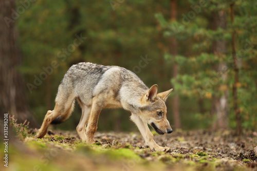 Gray wolf  Canis lupus in the forest. Wolf in the nature habitat. Wild animal in the leaves on the ground. European wildlife nature.