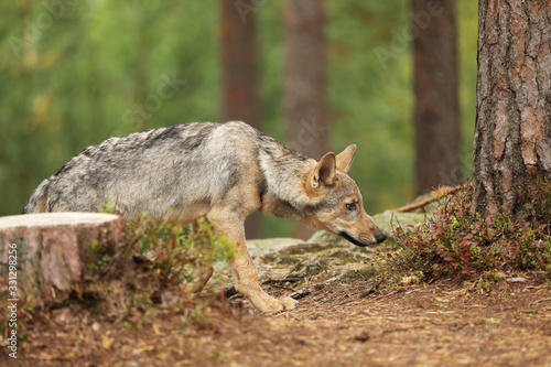 Gray wolf  Canis lupus  sniffing in the forest. Wolf in the nature habitat. Wild animal in the leaves on the ground. European wildlife nature.