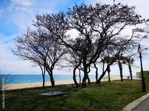 tree on the beach