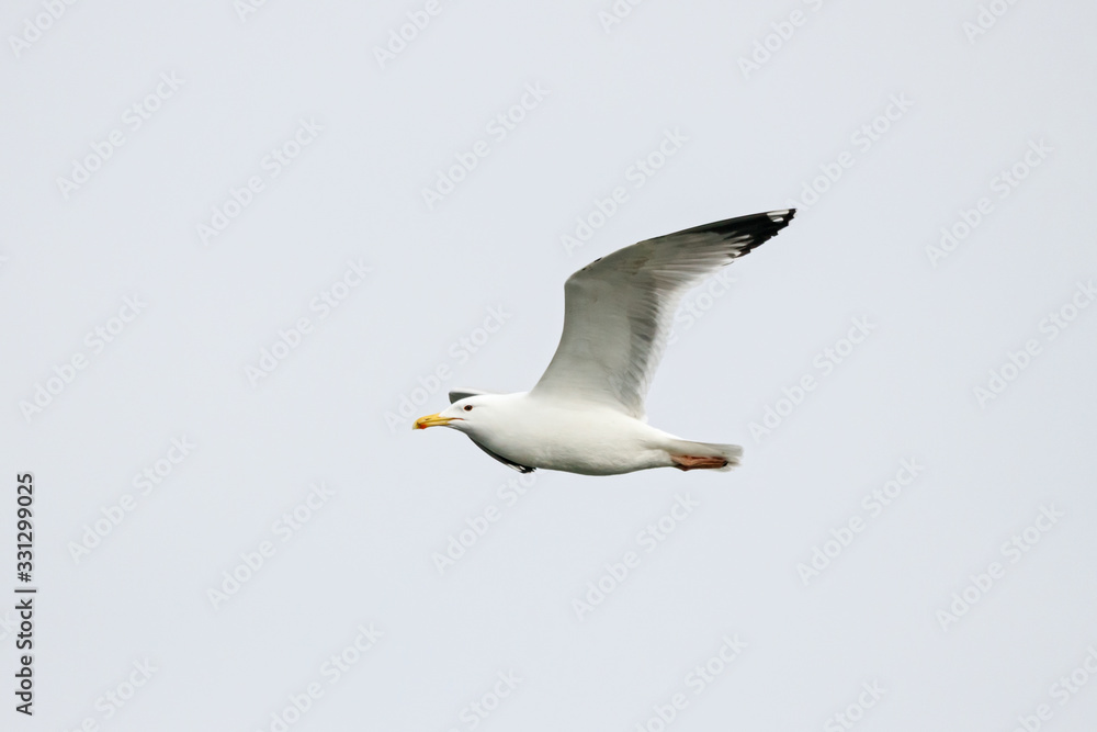 European herring gull Larus argentatus flying under sky. Large white common waterbird in wildlife. European herring gull Larus argentatus flying under sky. Large white common waterbird in wildlife.