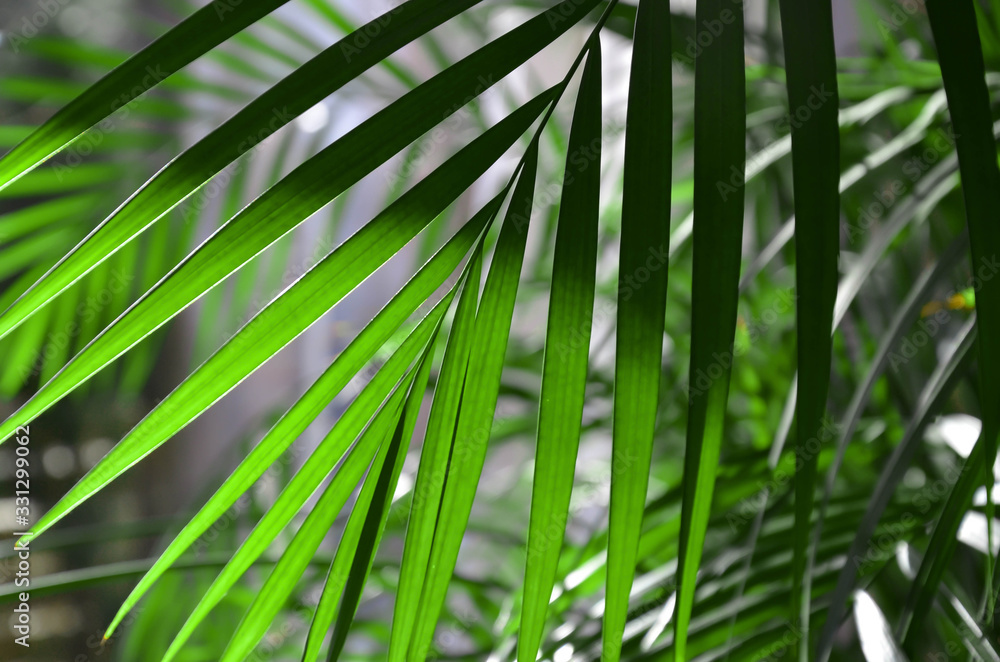 Palm leaves - obrazy, fototapety, plakaty 