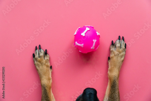 Pink toy ball lies between the dog's front paws on a pink background