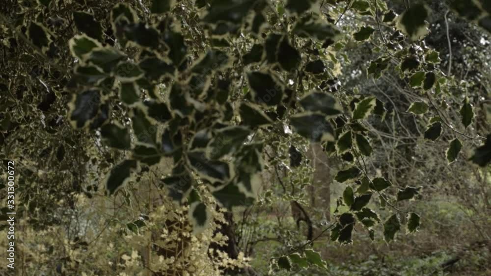 Dark green holly overhanging in woodland close up Dark green holly overhanging in woodland close up