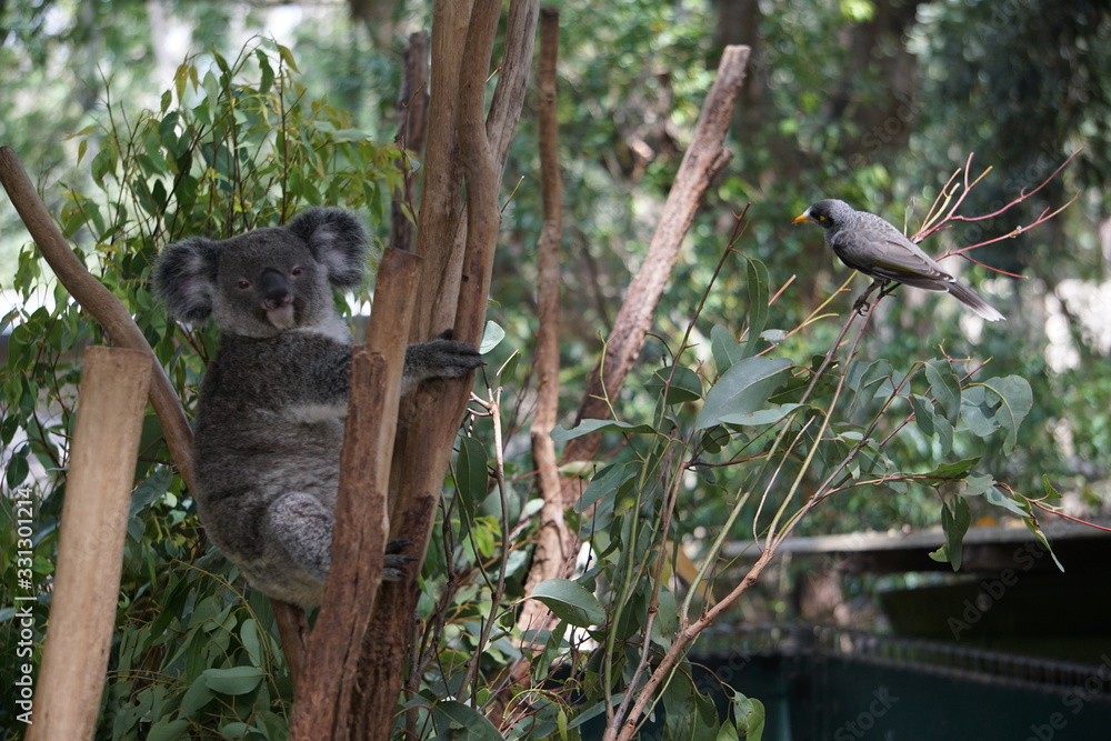 Obraz premium Koala and a bird