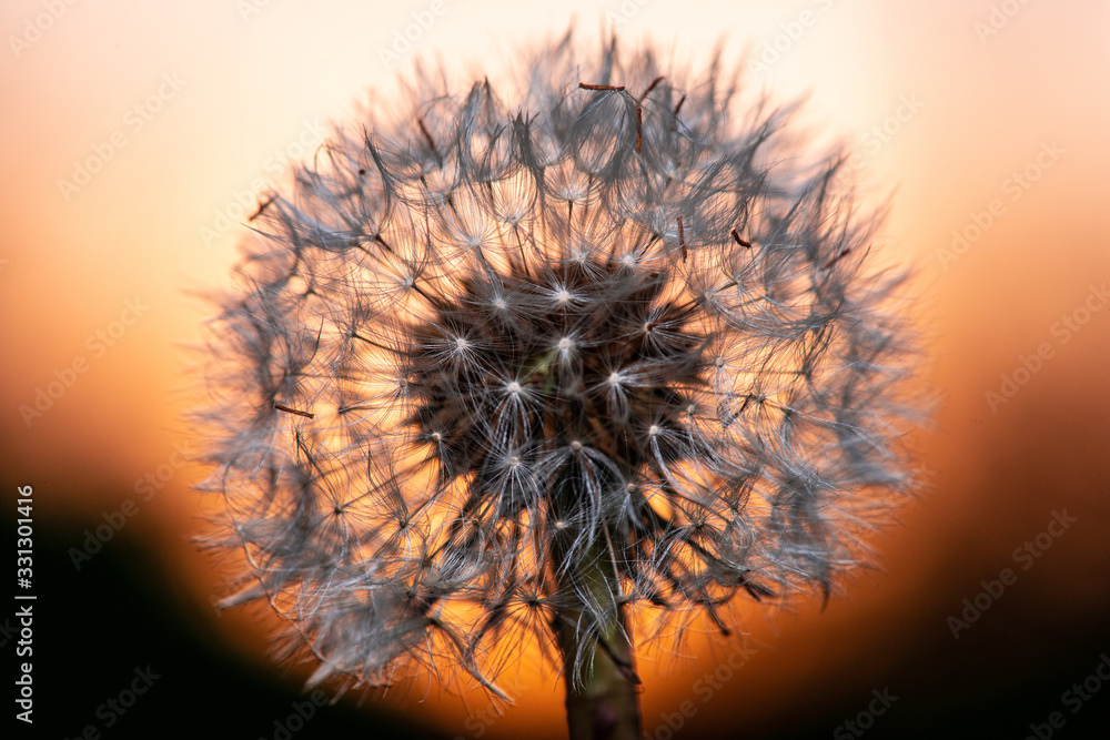 Sunset Flower 