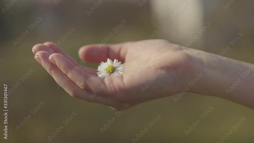 Close up of female hand holding daisy flower , showing. Close up of female hand holding daisy flower , showing.
