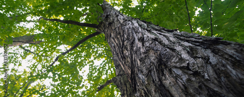 Photography large trees in a forest with lush green foliage, view from below