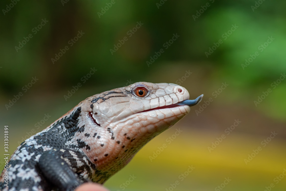 Blue tongue skink Blue tongue skink
