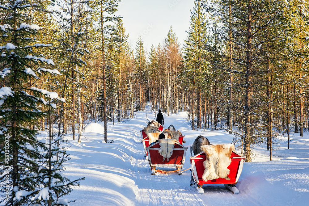 Fototapeta premium People in Reindeer sled caravan safari in forest Finnish Lapland