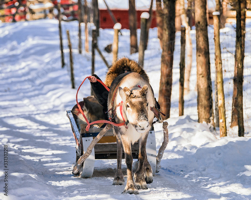 Woman while reindeer sleigh ride at winter Rovaniemi