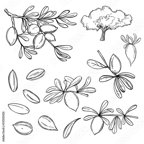 Argan plant, branches with fruits.  Vector sketch  illustration.