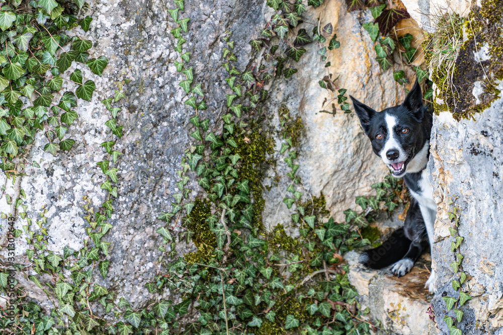 Fototapeta premium Happy dog posing for a picture