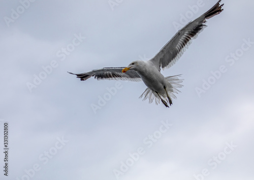 A Kelp Gull flying over the Atlantic Ocean near Walfis Bay in western Namibia photo