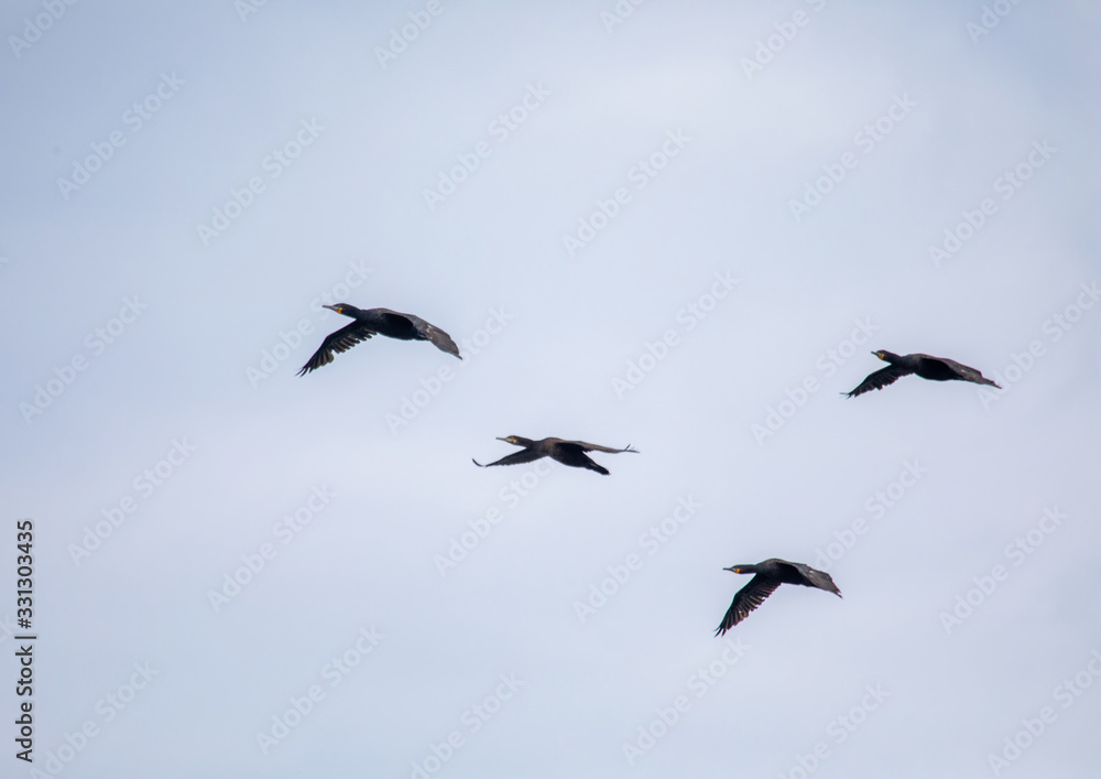 A group of Cape Cormorants flying over the Atlantic Ocean near Walfis Bay in western Namibia A group of Cape Cormorants flying over the Atlantic Ocean near Walfis Bay in western Namibia