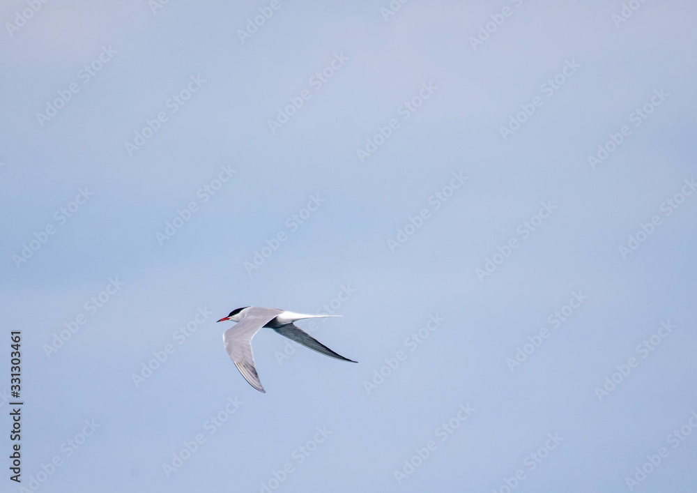 Caspian Terns flying over the Atlantic Ocean near Walfis Bay in western Namibia