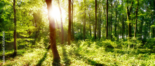 Fototapeta Naklejka Na Ścianę i Meble -  Bright sun illuminates a clearing in the forest