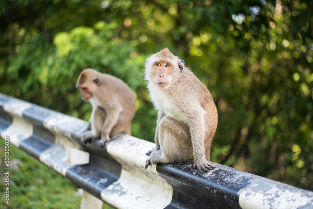 Monos en la carretera que va a Freedom Beach en la isla de Koh Phangan (Tailandia)