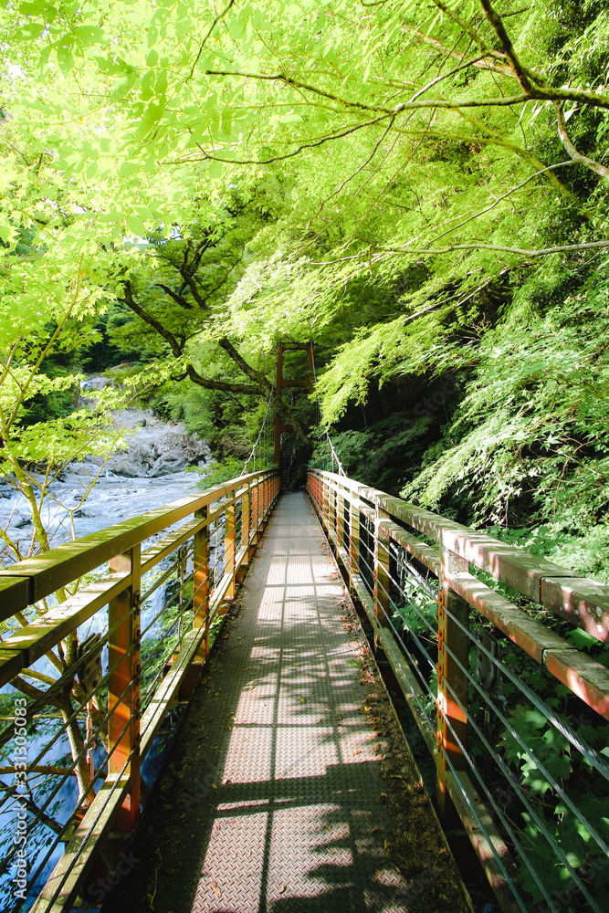 Obraz premium bridge in forest