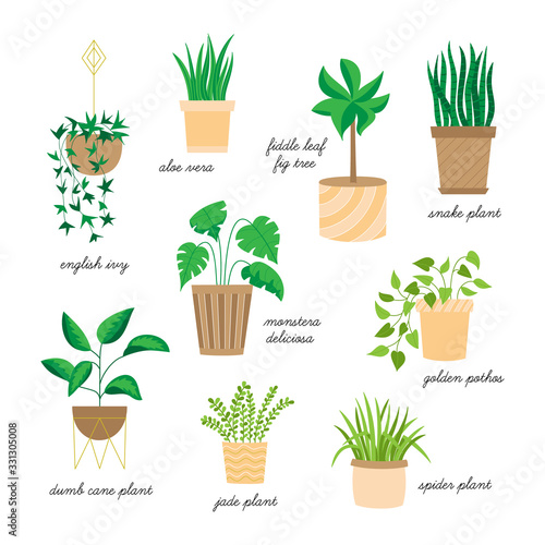 Cute home plants vector illustration set. Hand drawn indoor plants, easy to keep alive, collection. Isolated.