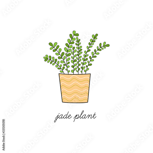 Jade plant, succulent vector illustration graphic. Hand drawn cute outlined indoor plant in pot. Isolated.