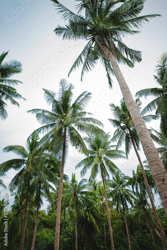 Palmeras en la isla de Koh Tao  Tailandia 