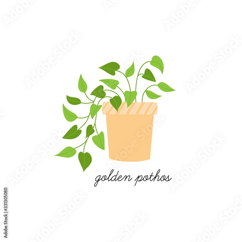 Pothos plant vector illustration graphic. Hand drawn cute golden pothos indoor plant in pot. Isolated.