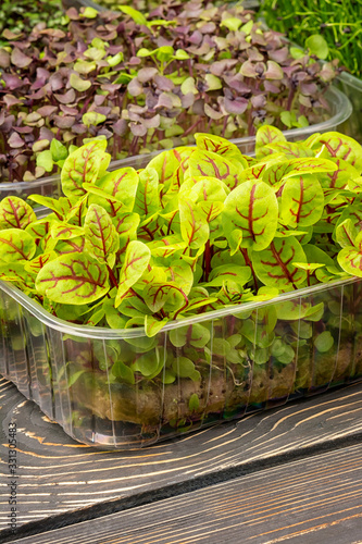 Micro green of a green young Sorrel, closeup. Useful super food. photo