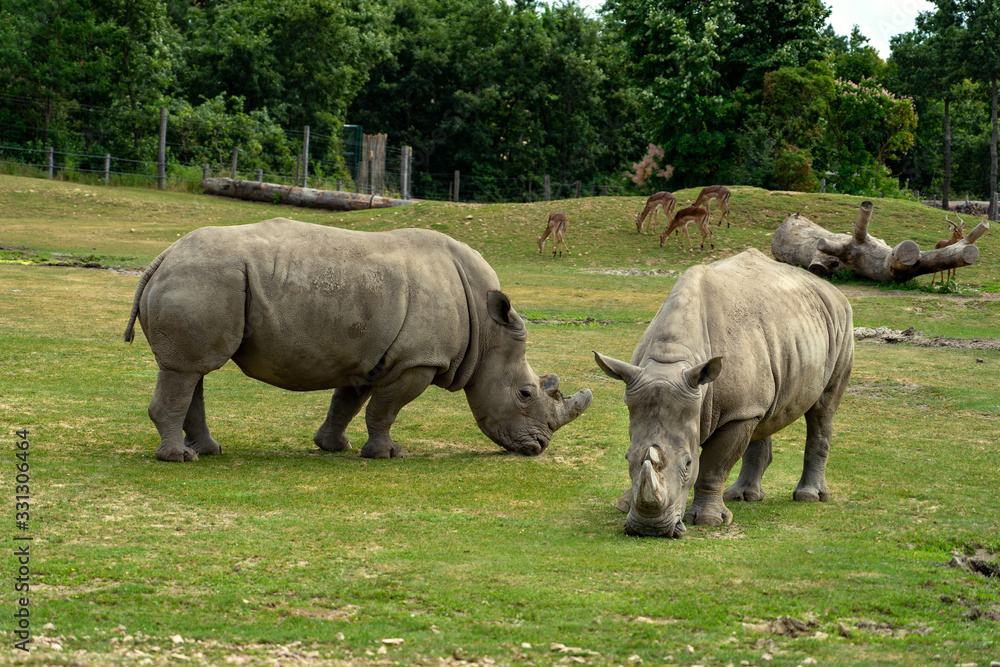 Black rhinoceros in the zoo in Veszprem Hungary Black rhinoceros in the zoo in Veszprem Hungary