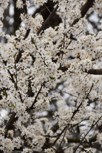 White cherry blossoms. White petals with stamens