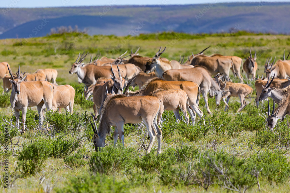 eland antelope in de hoop nature reserve