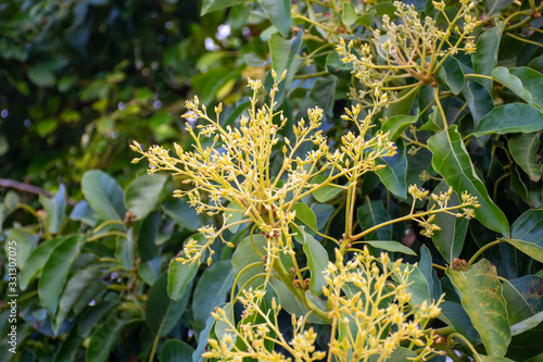 Cultivaion of healthy avocado fruits on La Palma island, Canary islands in Spain, blossom of young avocado trees growing on plantations in mountains photo