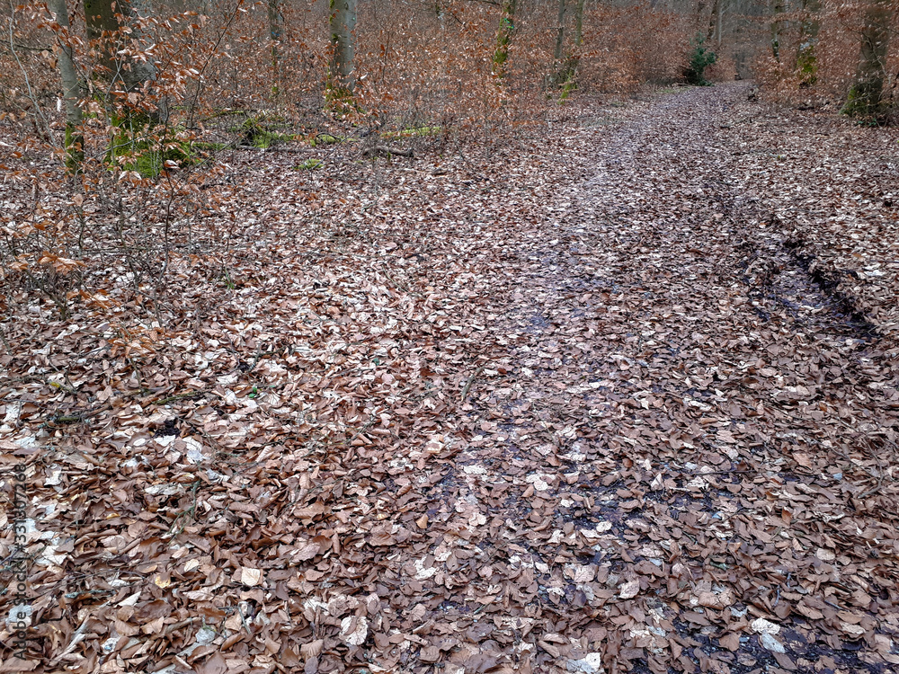 forest road with leaves in early spring in Steigerwald, Germany forest road with leaves in early spring in Steigerwald, Germany