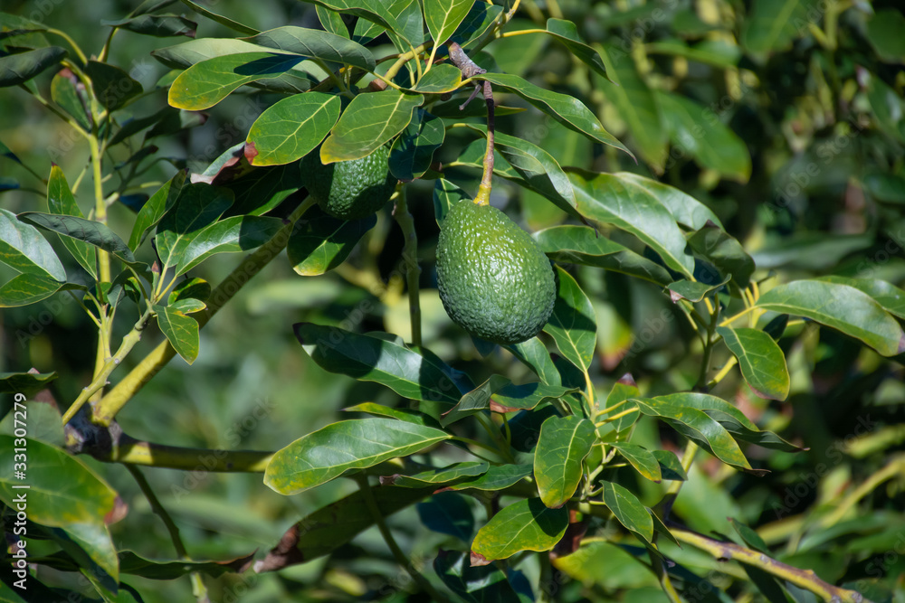 New harvest on avocado trees plantations on La Palma island, Canary islands, Spain New harvest on avocado trees plantations on La Palma island, Canary islands, Spain