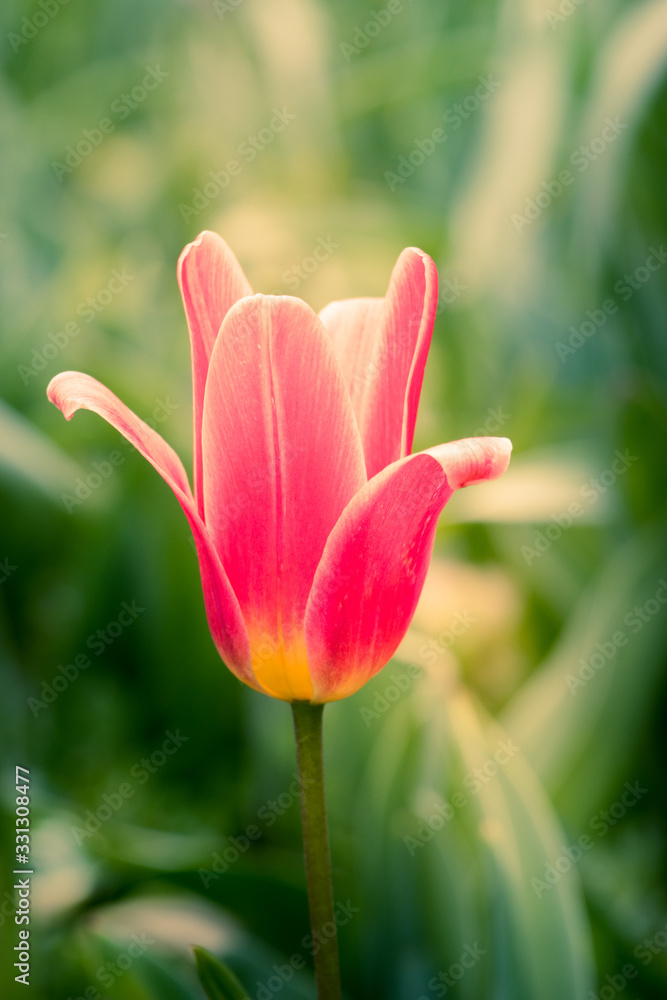 Flower tulip blooming in the sunbeams in spring tulips garden on a blurry background, selective focus Flower tulip blooming in the sunbeams in spring tulips garden on a blurry background, selective focus