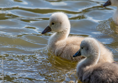 One week old mute swan babies swimming on a small pond in southern Germany © 5-Birds Photograpy