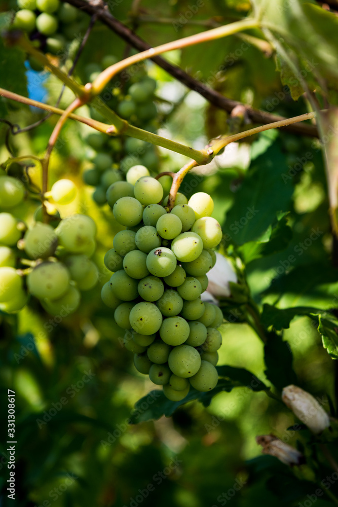 Bunch of green grapes on a branch on the background of green leaves