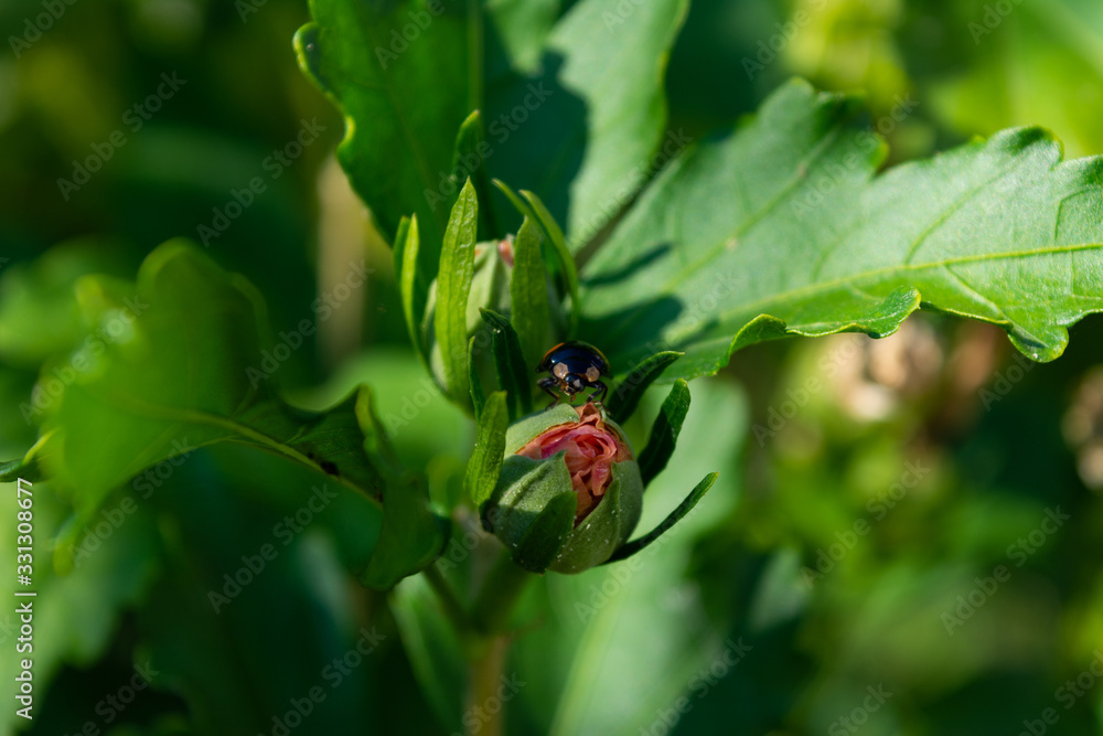 Black ladybug on pink flower of hibiscus bush Black ladybug on pink flower of hibiscus bush